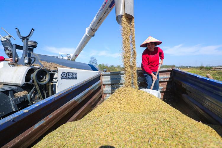光山 抢收第二茬再生水稻 大米加工忙